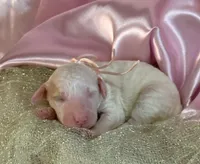 LITTLE STELLA, a female Miniature Goldendoodle for sale in Saint Marys, KS – 4 of 4