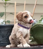 SPUNKY  SPARKY, a male Miniature Goldendoodle for sale in Saint Marys, KS – 8 of 9