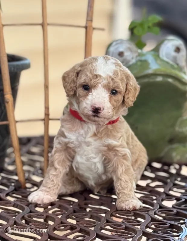 CHARMING CHAMP – Miniature Goldendoodle puppy for sale in Saint Marys, KS