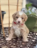 CHARMING CHAMP, a male Miniature Goldendoodle for sale in Saint Marys, KS – 1 of 8