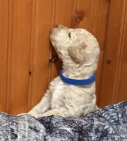 CUDDLY PUDDLES, a male Miniature Goldendoodle for sale in Saint Marys, KS – 3 of 9