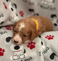 SWEET SWEETIE, a female Miniature Goldendoodle for sale in Saint Marys, KS – 3 of 9