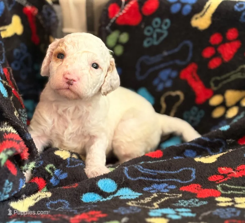 SNOWY WHITE  STELLA – Miniature Goldendoodle puppy for sale in Saint Marys, KS