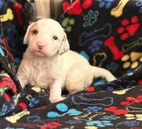 SNOWY WHITE  STELLA, a female Miniature Goldendoodle for sale in Saint Marys, KS – 1 of 9