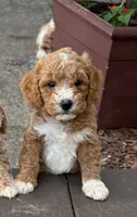 MERICA, a male Miniature Goldendoodle for sale in Saint Marys, KS – 1 of 8