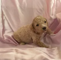 GENTLE FI-FI, a female Miniature Goldendoodle for sale in Saint Marys, KS – 5 of 10