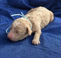 DADDY, a male Miniature Goldendoodle for sale in Saint Marys, KS – 5 of 5
