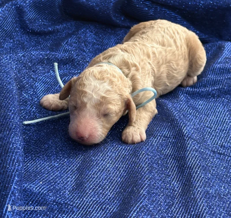 DADDY – Miniature Goldendoodle puppy for sale in Saint Marys, KS