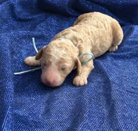 DADDY, a male Miniature Goldendoodle for sale in Saint Marys, KS – 1 of 5
