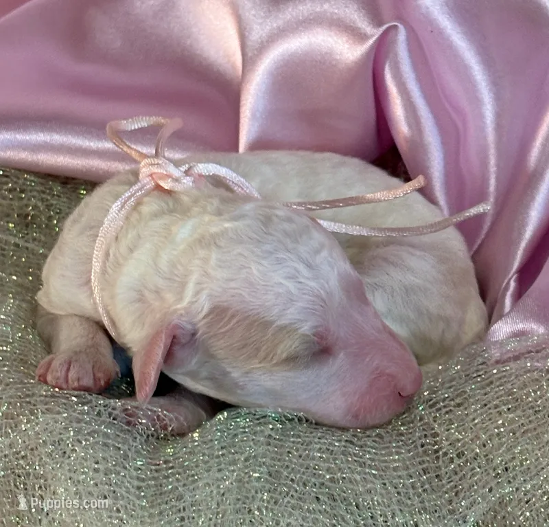LITTLE STELLA – Miniature Goldendoodle puppy for sale in Saint Marys, KS