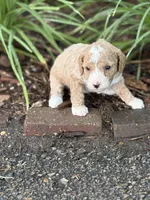 MERRY MIA, a female Miniature Goldendoodle for sale in Saint Marys, KS – 2 of 10