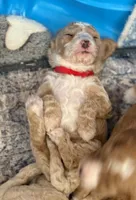 SMART CHAMP, a male Miniature Goldendoodle for sale in Saint Marys, KS – 4 of 9