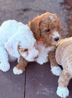MERICA, a male Miniature Goldendoodle for sale in Saint Marys, KS – 5 of 8