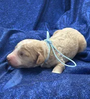 DADDY, a male Miniature Goldendoodle for sale in Saint Marys, KS – 2 of 5