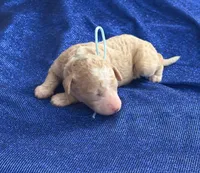 DADDY, a male Miniature Goldendoodle for sale in Saint Marys, KS – 4 of 5