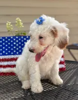 SNOWY WHITE  STELLA, a female Miniature Goldendoodle for sale in Saint Marys, KS – 5 of 5