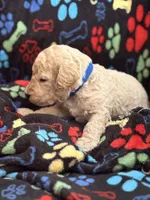 CUDDLY PUDDLES, a male Miniature Goldendoodle for sale in Saint Marys, KS – 7 of 9