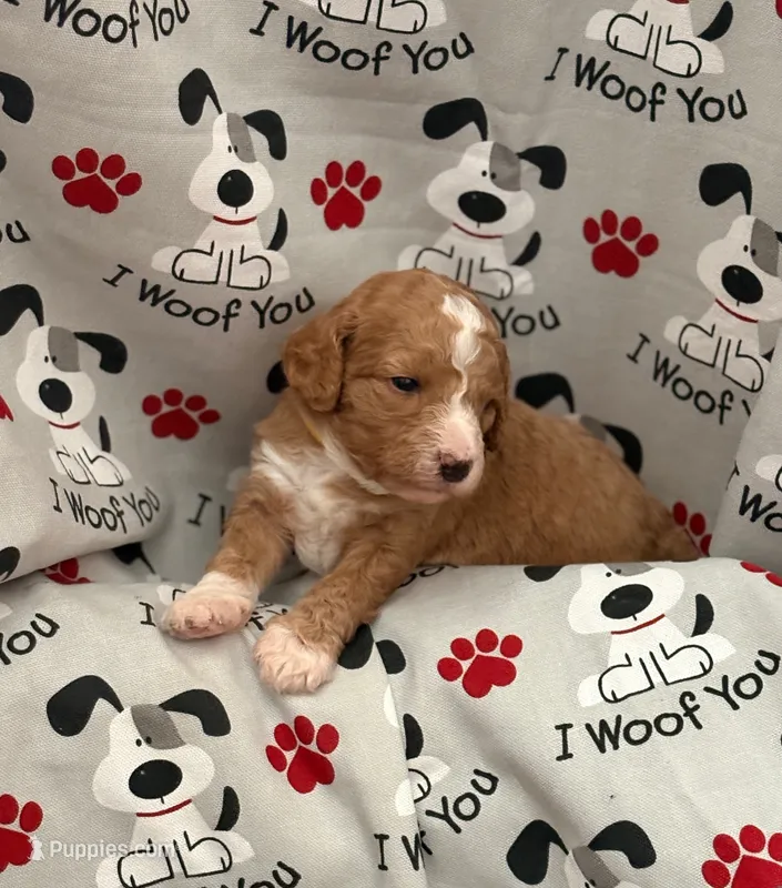SWEET SWEETIE – Miniature Goldendoodle puppy for sale in Saint Marys, KS