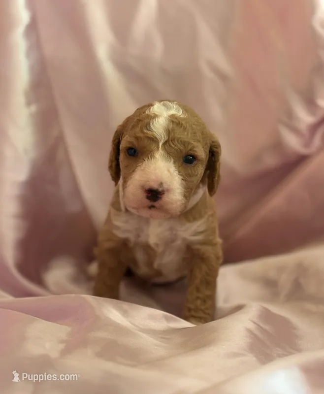 ADORABLE MIA – Miniature Goldendoodle puppy for sale in Saint Marys, KS