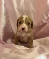 ADORABLE MIA, a female Miniature Goldendoodle for sale in Saint Marys, KS – 1 of 10