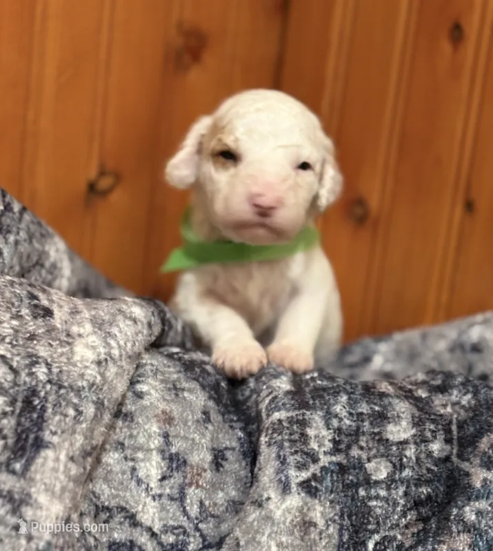 LITTLE STELLA – Miniature Goldendoodle puppy for sale in Saint Marys, KS