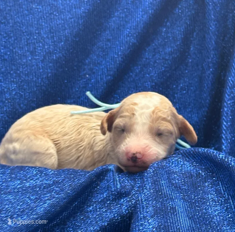SPARKY – Miniature Goldendoodle puppy for sale in Saint Marys, KS