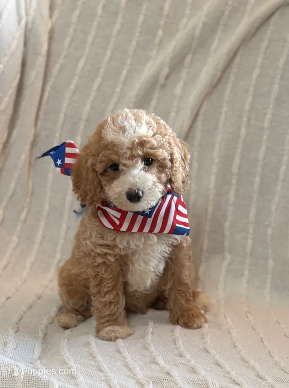 CHARMING CHAMP – Miniature Goldendoodle puppy for sale in Saint Marys, KS