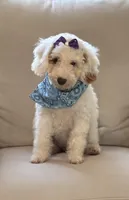 STUNNING STELLA, a female Miniature Goldendoodle for sale in Saint Marys, KS – 5 of 10