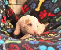 SNOWY WHITE  STELLA, a female Miniature Goldendoodle for sale in Saint Marys, KS – 7 of 9