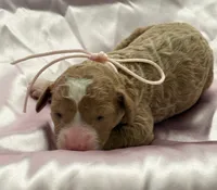LITTLE SWEETIE, a female Miniature Goldendoodle for sale in Saint Marys, KS – 4 of 7