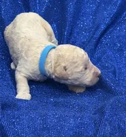 PUDDLES, a male Miniature Goldendoodle for sale in Saint Marys, KS – 2 of 7