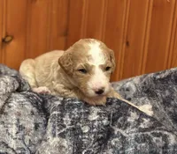 STRONG SPARKY, a male Miniature Goldendoodle for sale in Saint Marys, KS – 3 of 9