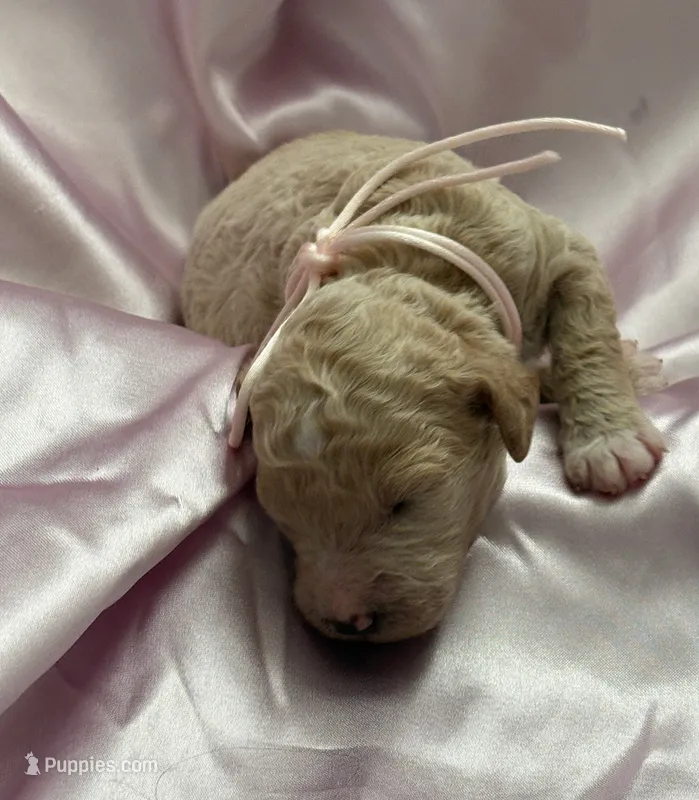 LITTLE FI-FI – Miniature Goldendoodle puppy for sale in Saint Marys, KS
