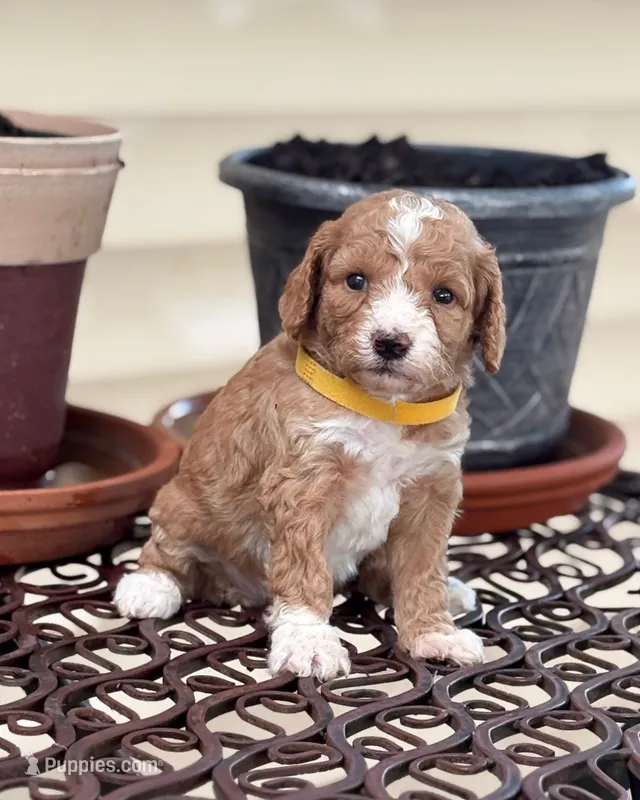 SWEET SWEETIE – Miniature Goldendoodle puppy for sale in Saint Marys, KS