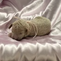 LITTLE FI-FI, a female Miniature Goldendoodle for sale in Saint Marys, KS – 5 of 8