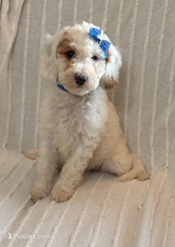 SNOWY WHITE  STELLA – Miniature Goldendoodle puppy for sale in Saint Marys, KS