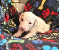 SNOWY WHITE  STELLA, a female Miniature Goldendoodle for sale in Saint Marys, KS – 4 of 9