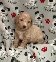 GENTLE FI-FI, a female Miniature Goldendoodle for sale in Saint Marys, KS – 2 of 10