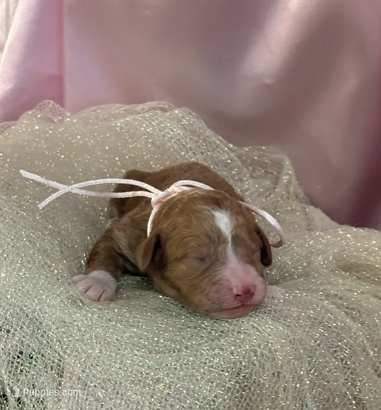 LITTLE MIA – Miniature Goldendoodle puppy for sale in Saint Marys, KS