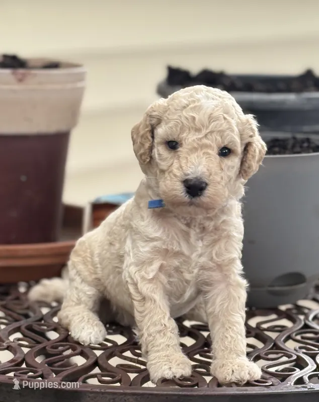 CUDDLY PUDDLES – Miniature Goldendoodle puppy for sale in Saint Marys, KS