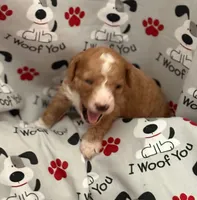 SWEET SWEETIE, a female Miniature Goldendoodle for sale in Saint Marys, KS – 6 of 9
