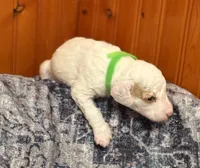 SNOWY WHITE  STELLA, a female Miniature Goldendoodle for sale in Saint Marys, KS – 5 of 9