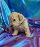 CUDDLY PUDDLES, a male Miniature Goldendoodle for sale in Saint Marys, KS – 8 of 9
