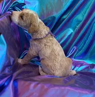 STRONG SPARKY, a male Miniature Goldendoodle for sale in Saint Marys, KS – 7 of 9