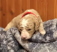 SMART CHAMP, a male Miniature Goldendoodle for sale in Saint Marys, KS – 5 of 9
