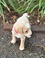 CHARMING CHAMP, a male Miniature Goldendoodle for sale in Saint Marys, KS – 3 of 8