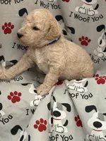 CUDDLY PUDDLES, a male Miniature Goldendoodle for sale in Saint Marys, KS – 5 of 9
