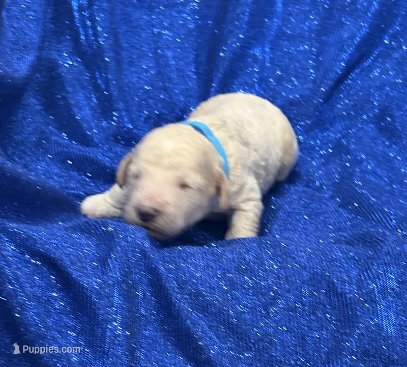 PUDDLES – Miniature Goldendoodle puppy for sale in Saint Marys, KS