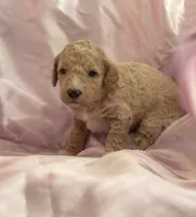 GENTLE FI-FI, a female Miniature Goldendoodle for sale in Saint Marys, KS – 1 of 10