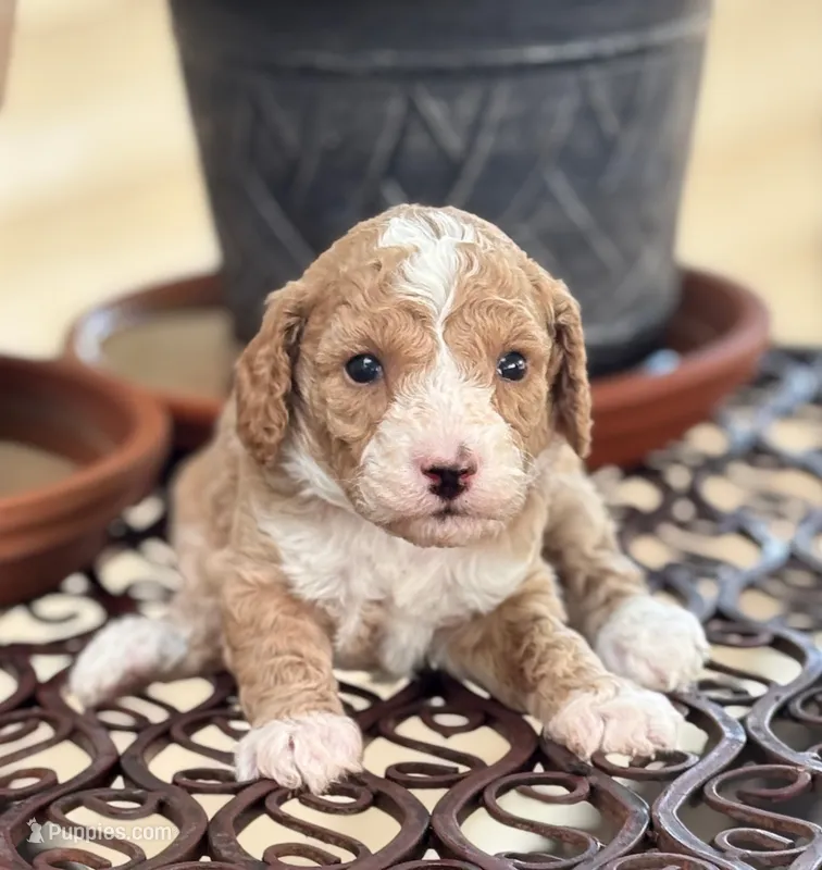 ADORABLE MIA – Miniature Goldendoodle puppy for sale in Saint Marys, KS